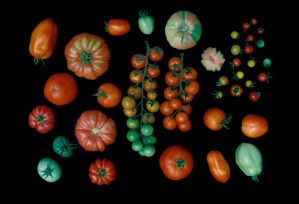 tomates-781634