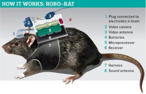 Robo-rat graphic