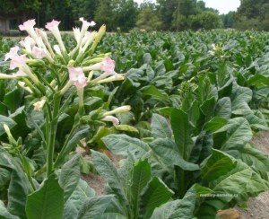 tobacco-plant-nicotiana-tabacum-200-seeds