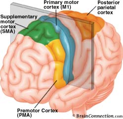 Motor-cortex