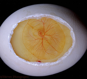 Chicken embryo after 72 hours incubation.
