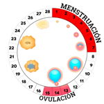 ciclo-menstrual_0-red