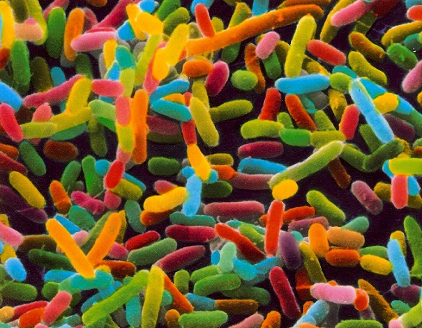 Microbioma_humano._Foto_curiosidadesdelamicrobiologia.blogspot.com