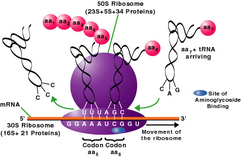 ribosome2
