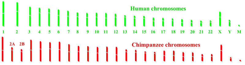 800px-Humanchimpchromosomes