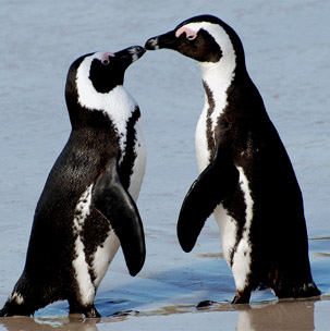 african-penguin-couple-red
