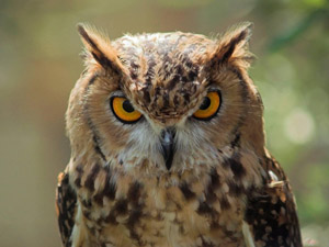 animals-beautiful-extraordmad-owl-red