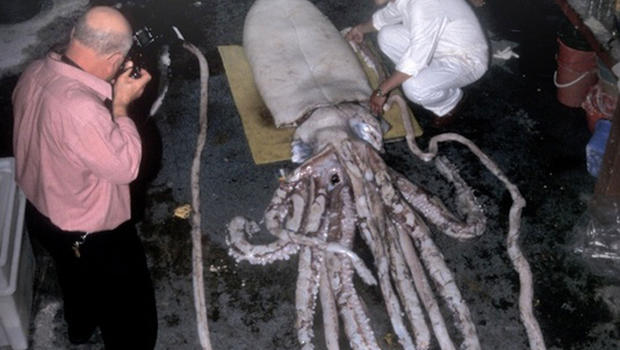 huge-squid