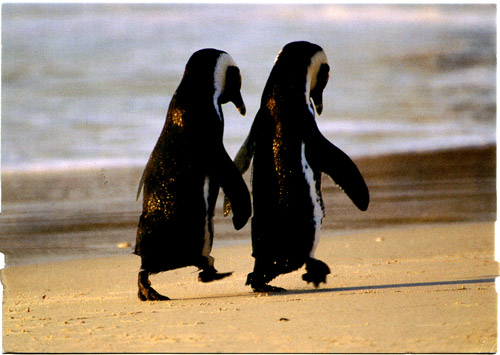 penguin_couple