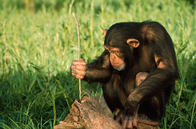 chimps-trade-tools-to-help-pals-130320-660x433