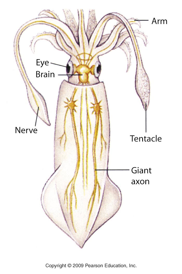 squid-giant-axon