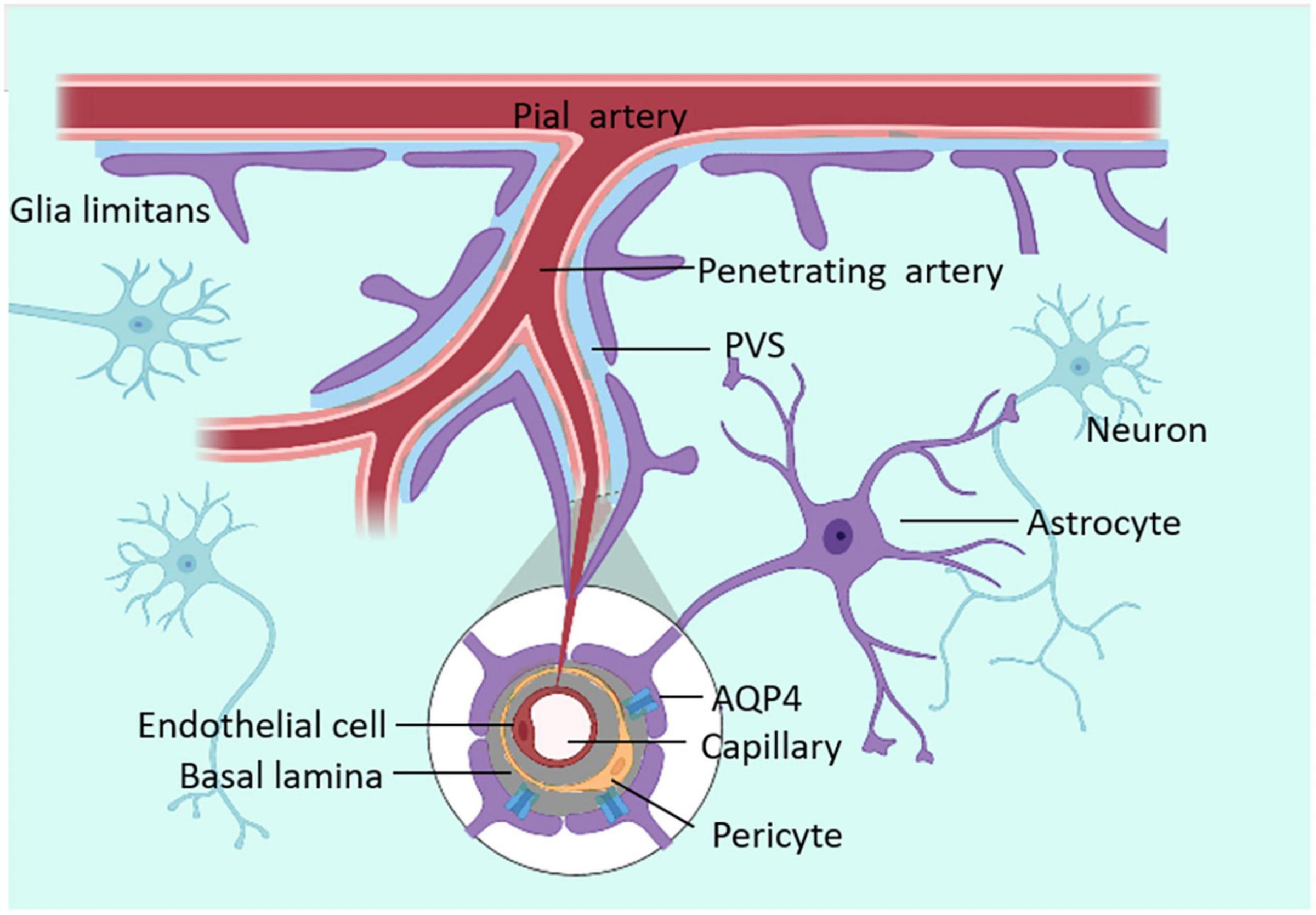 El basurero del cerebro
